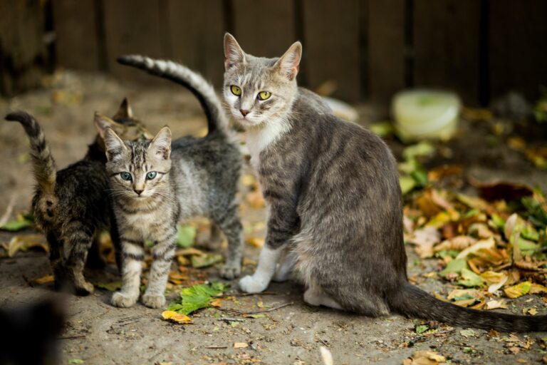 Ponen en marcha una campaña de esterilización masiva de gatos en El Hierro