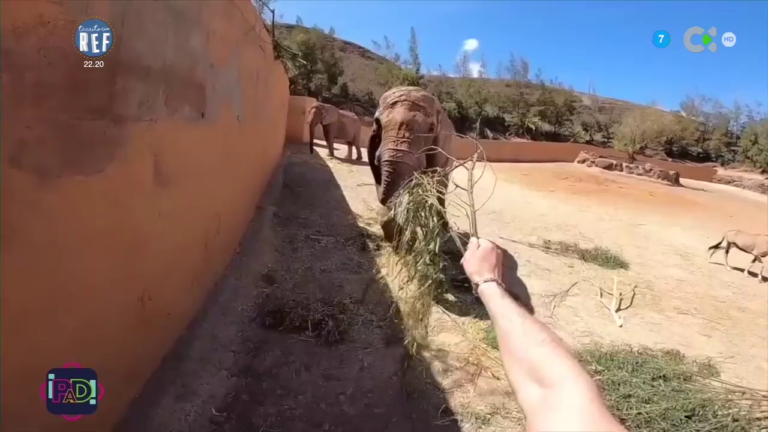 Oasis Wildlife denuncia a dos jóvenes por maltrato animal en Fuerteventura