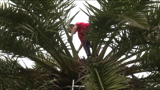 Unai, un joven apasionado por la extracción del guarapo