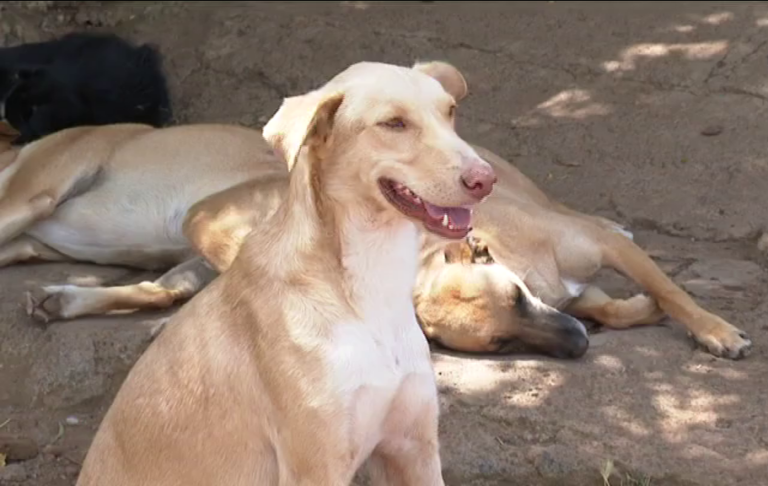 Las protectoras de animales se desbordan en verano