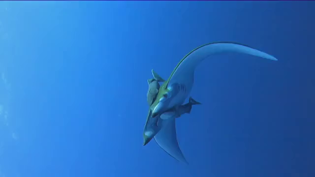 El sector del buceo se recupera poco a poco en El Hierro