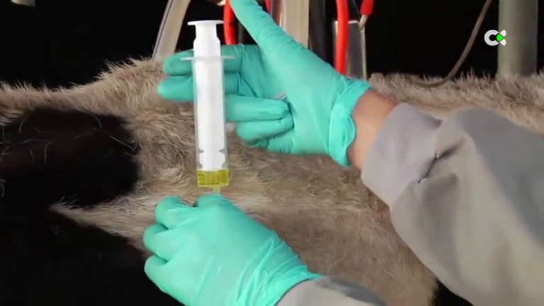 La fiebre Q se extiende en las Islas Canarias