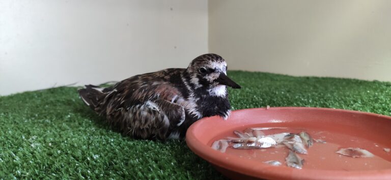 Un equipo de laparoscopia para el centro de recuperación de fauna silvestre La Tahonilla