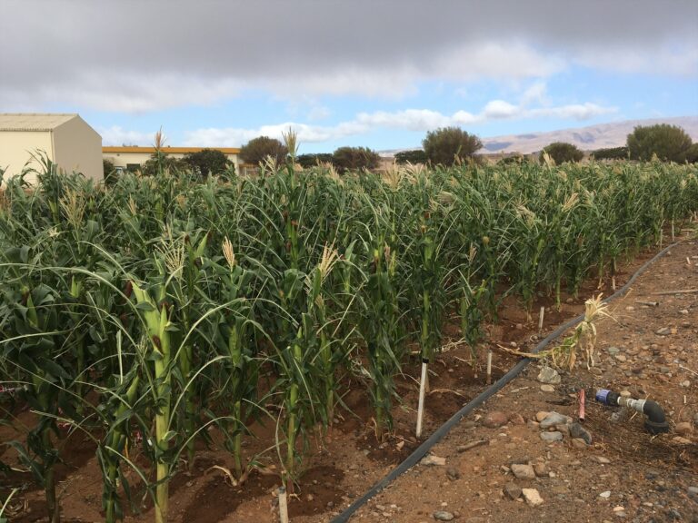Canarias investiga el uso de carbón vegetal para mejorar suelos agrícolas degradados