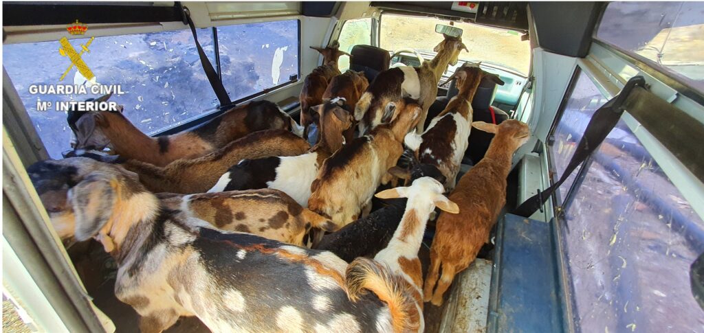 Detenidas dos personas en Agüimes por robar 35 machorras y siete corderos