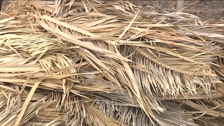 Hojas de palmera enfermas convertidas en carbón vegetal para mejorar los suelos degradados