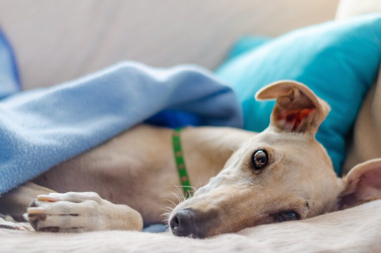 Detectan el primer caso de viruela del mono en un perro