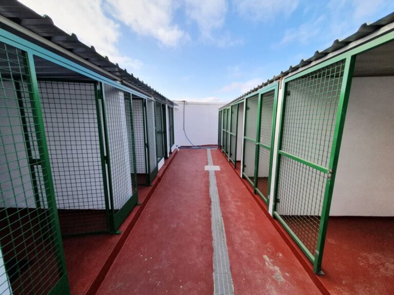 Abren diligencias a la perrera de Teguise por presunto maltrato animal