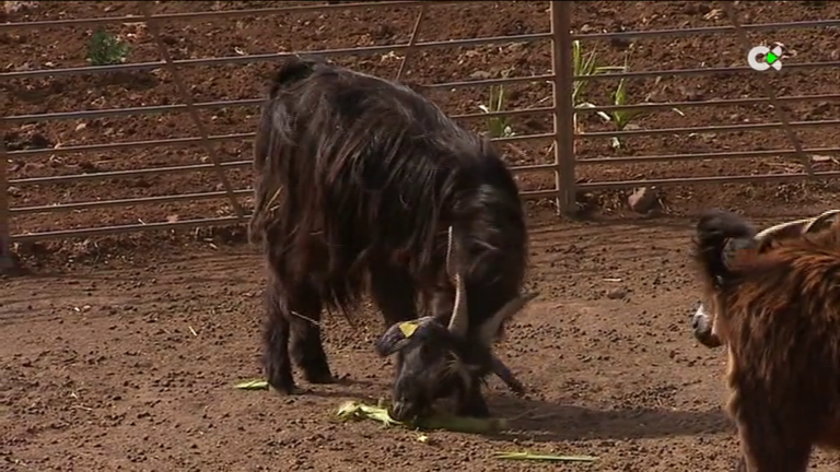 El Cabildo de Gran Canaria paga a una treintena de pastores para prevenir incendios