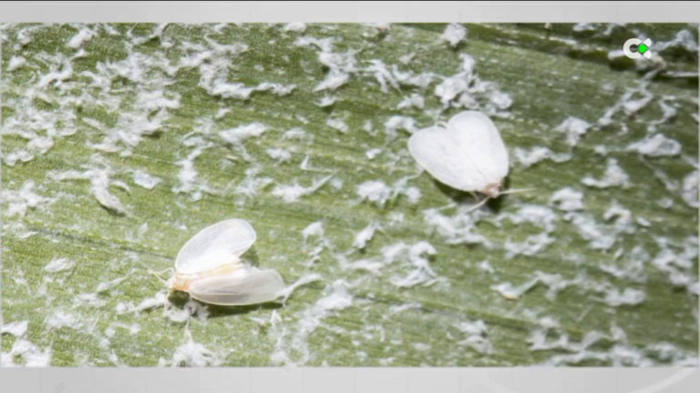 Un insecto de apenas un milímetro, el eficaz remedio contra la mosca blanca