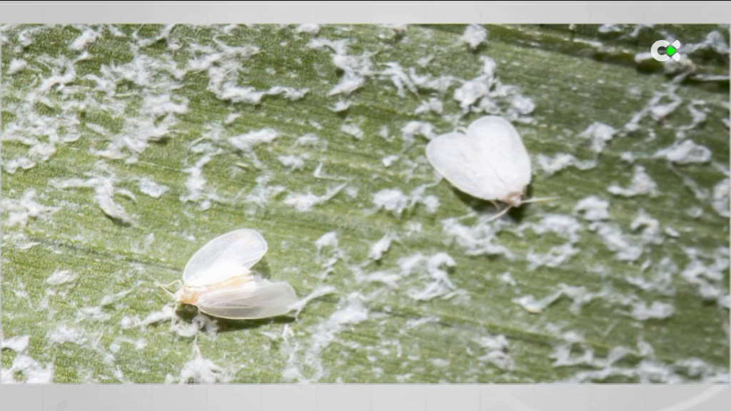 Un insecto de apenas un milímetro, el eficaz remedio contra la mosca blanca