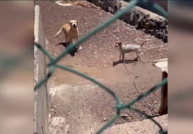 Las protectoras advierten del peligro de dejar a las mascotas en las azoteas