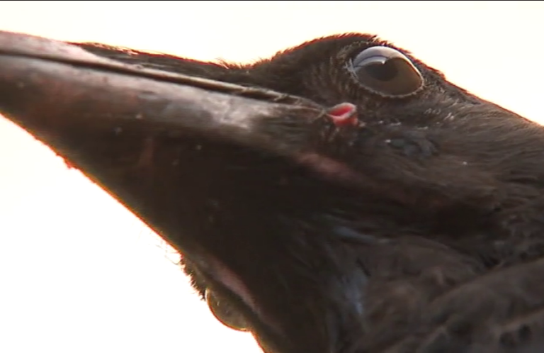 El centro La Tahonilla recupera un ejemplar de cuervo herreño