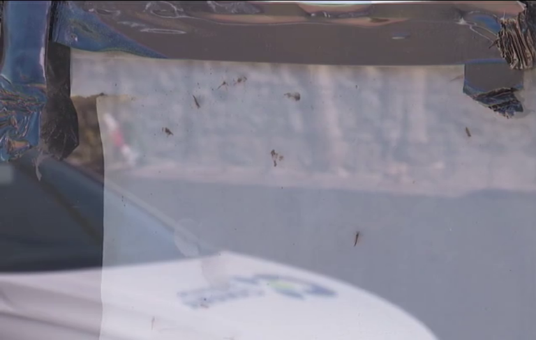El Ejido (Telde), bajo una plaga de mosquitos