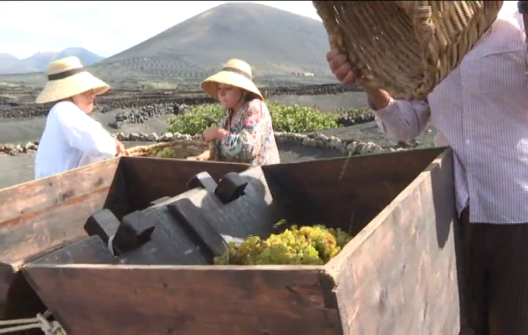 La Geria, en Lanzarote, celebra su vendimia tradicional este lunes