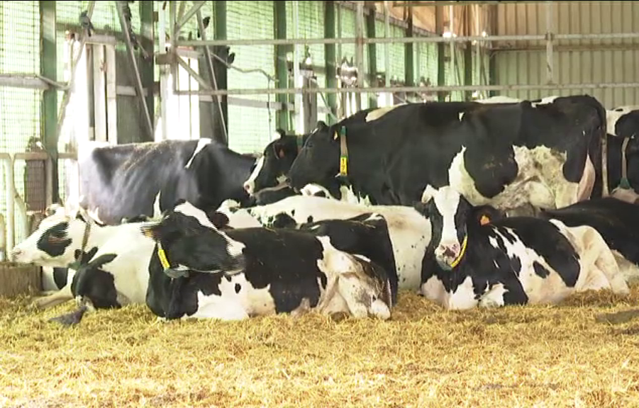 Granjas canarias denuncian un incremento de gastos debido a la subida de costes