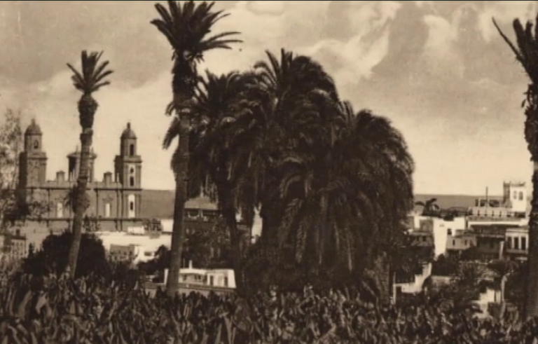 La curiosa historia del comercio de semillas de palmera canaria
