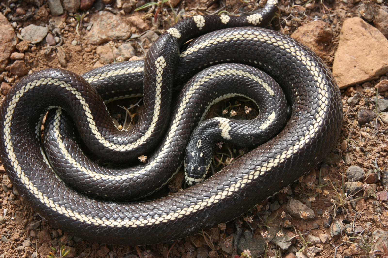 imagen de archivo de un ejemplar de culebra real de California que ha invadido Gran Canaria, y que se capturó hace unos días en Tenerife. Fundación Neotrópico.