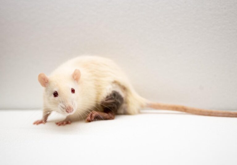 Replican norovirus humanos en ratones para una vacuna de la gastroenteritis