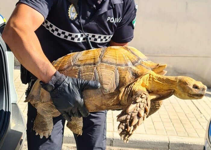 Hallan en afluente del Guadalquivir tortuga africana en peligro de extinción