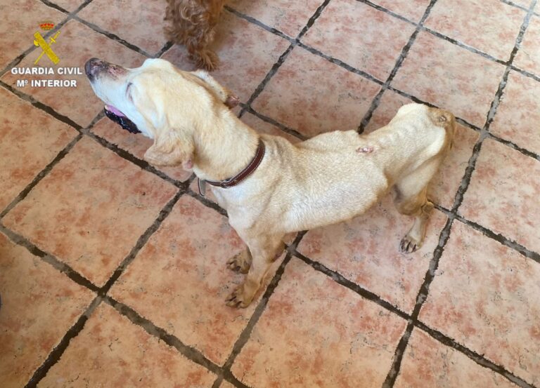 Dos casos de maltrato animal en Canarias