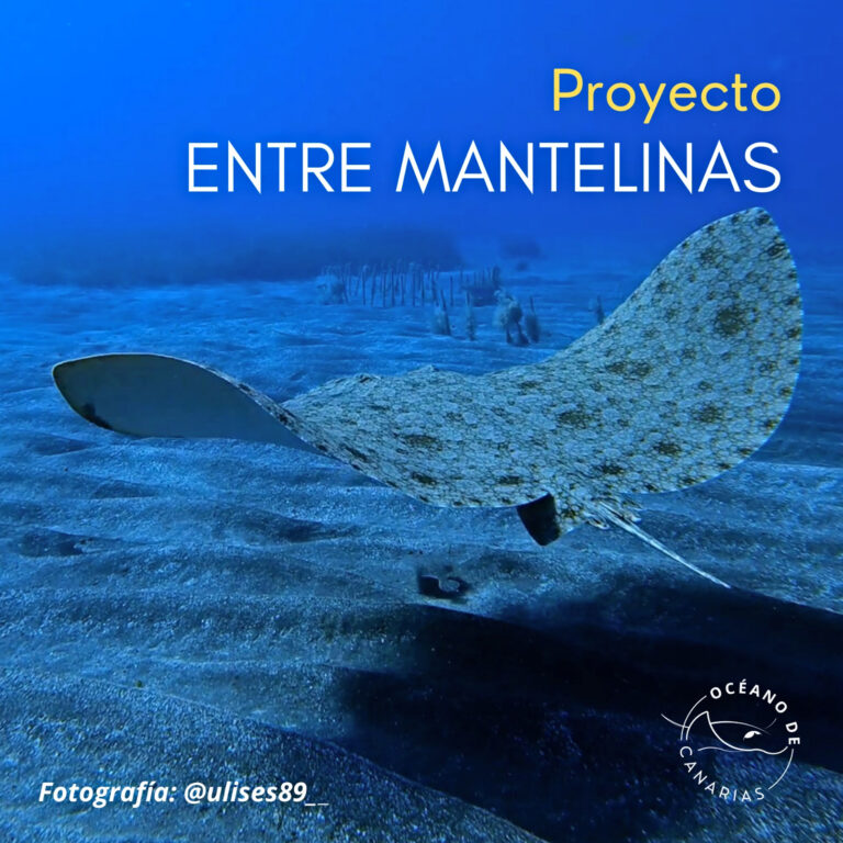 Jornadas para promover la preservación de la mantelina en Arona