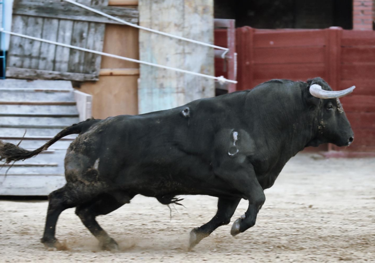 El Gobierno solicita a la Fiscalía que paralice el torneo del Toro de la Vega