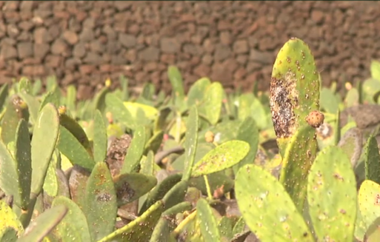 La cochinilla mexicana está acabando con las tuneras de Canarias