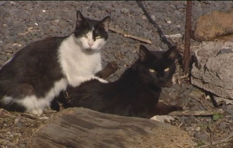 Expertos alertan del daño provocado por gatos asilvestrados en El Hierro
