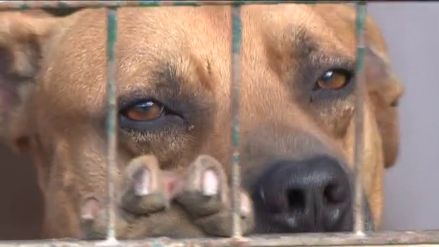 Voluntarias de la perrera municipal de Fuerteventura denuncian el sacrificio injustificado de 4 perros