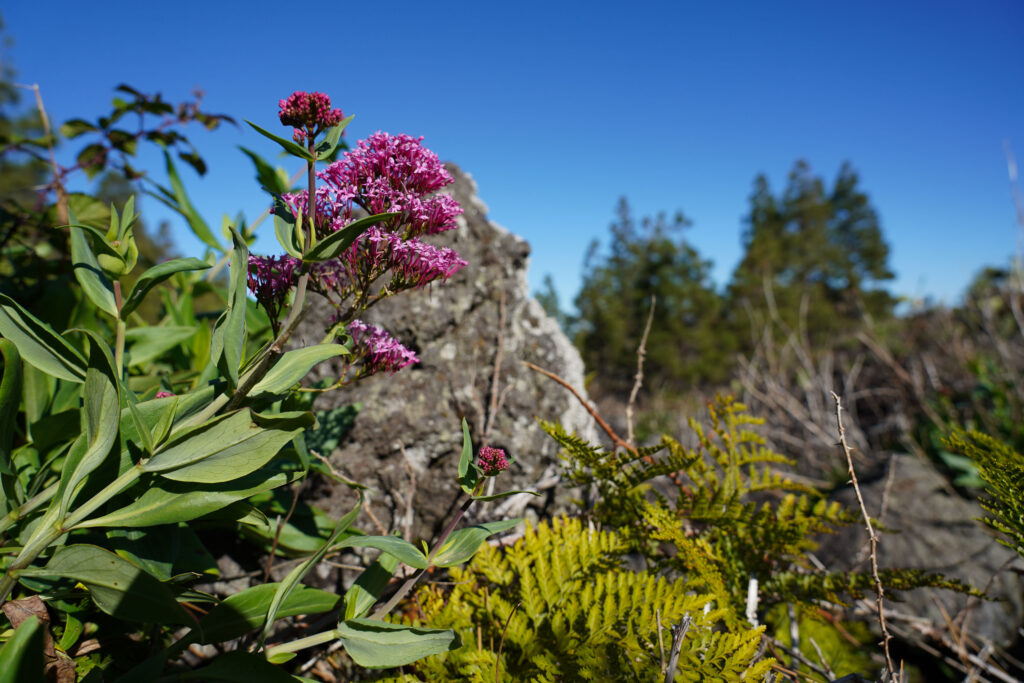 Predicen cómo el cambio climático afecta a la absorción de carbono en plantas de Tenerife. Cabildo de Tenerife
