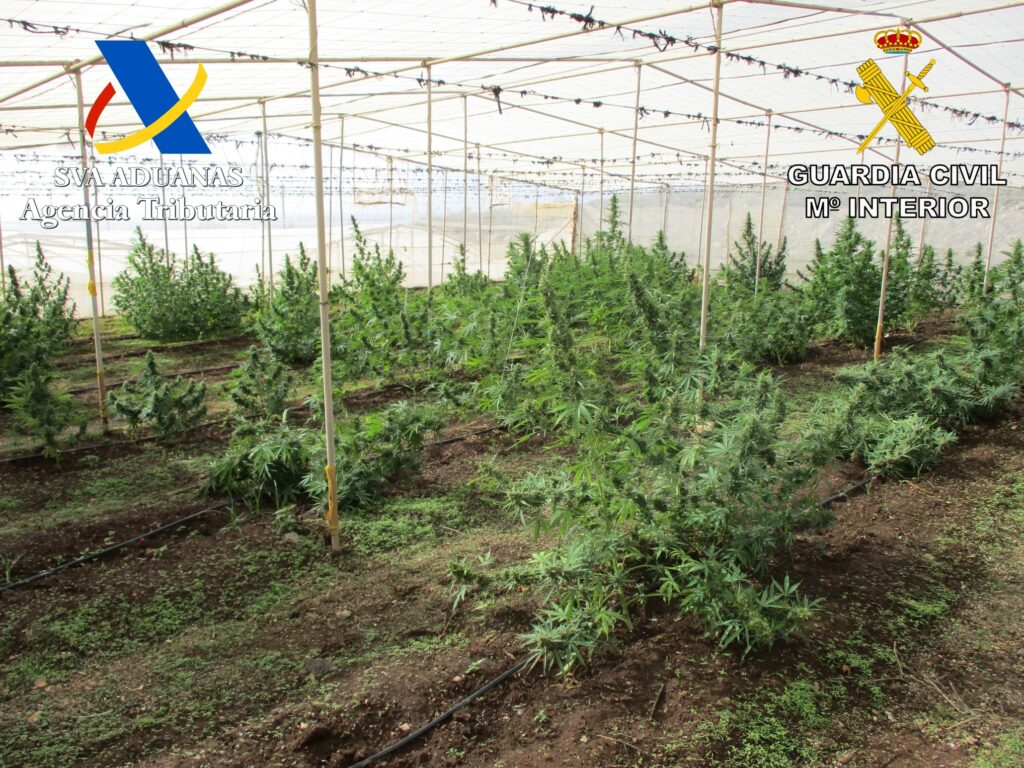 Detienen a dos personas tras intervenir más de 700 plantas de marihuana en Tenerife