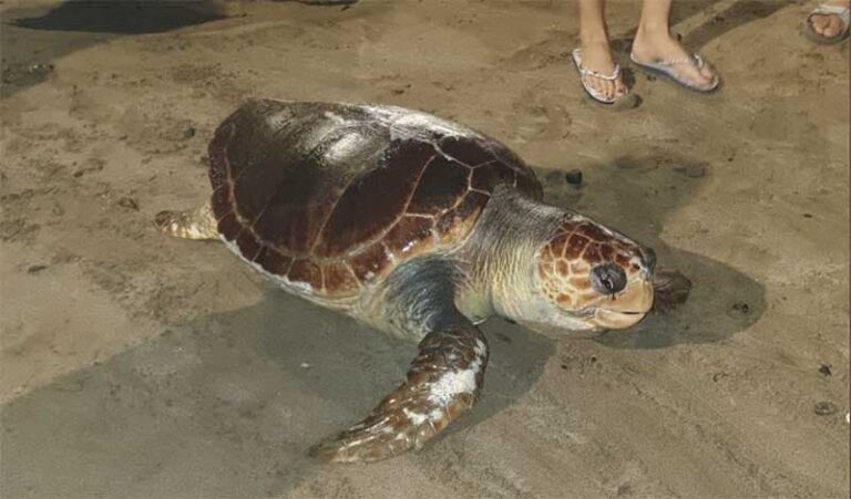 Sueltan a una tortuga boba en la playa de Las Canteras