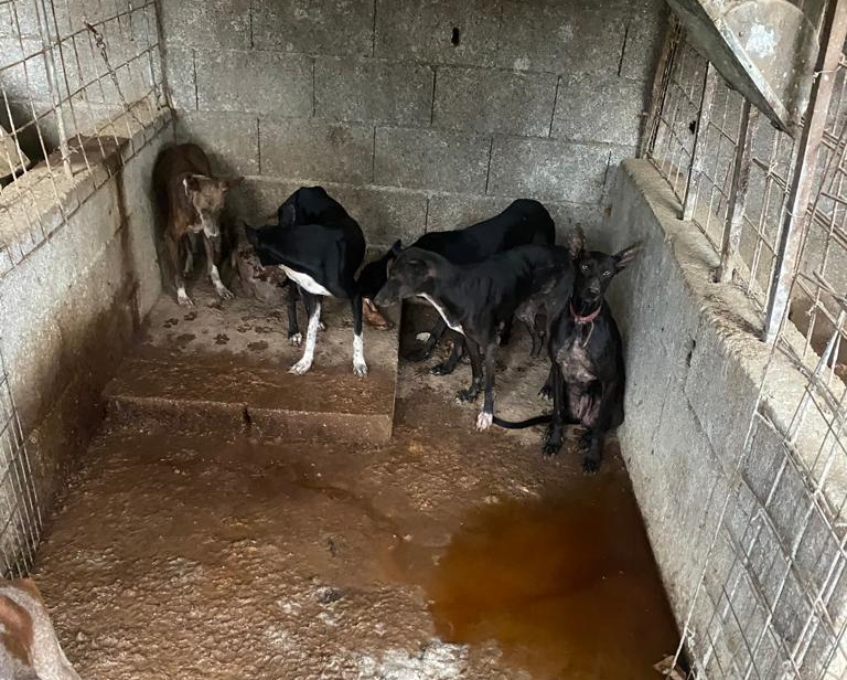 Hallan más de una treintena de perros en malas condiciones