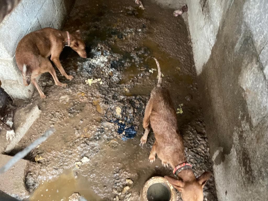 Hallan más de una treintena de perros en malas condiciones