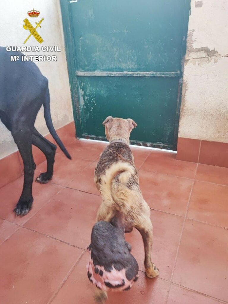 Investigan a la dueña de tres perros por maltrato animal 