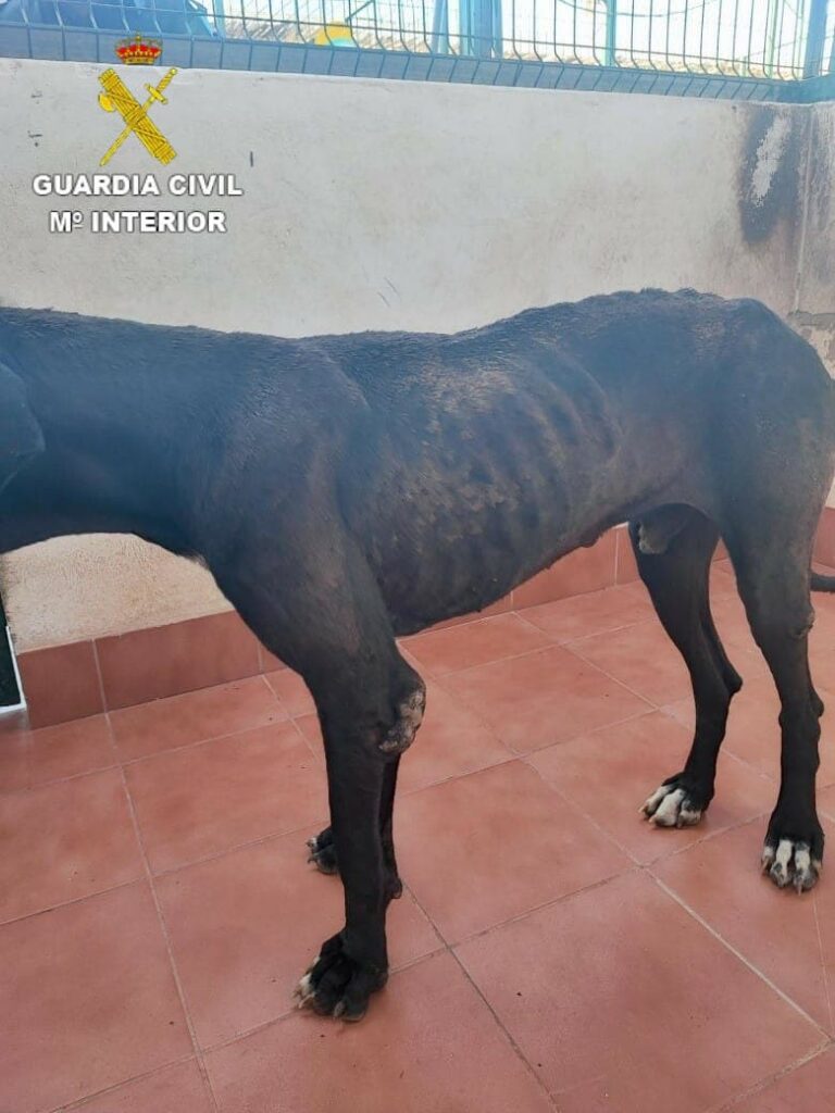 Investigan a la dueña de tres perros por maltrato animal 