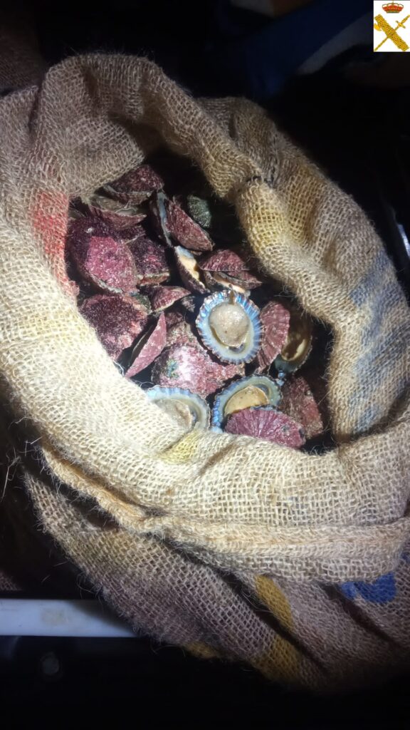 Intervienen 105 kilogramos de lapas en el interior de una furgoneta en Tenerife