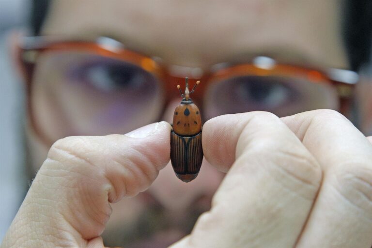 Descubren un repelente contra el picudo negro de la platanera