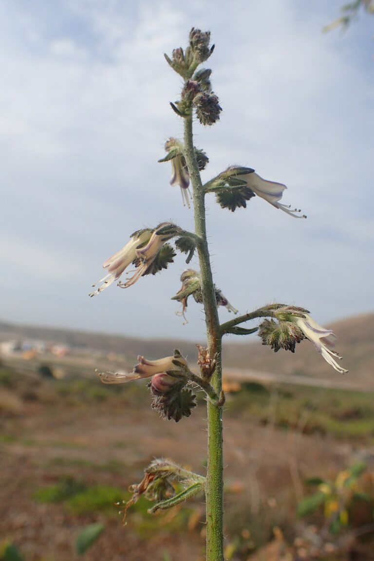 Paralizan cautelarmente las obras del proyecto de Cuna del Alma, en Adeje