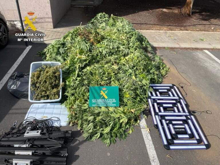 Desmantelan una plantación de marihuana con más de 200 plantas en Guía de Isora