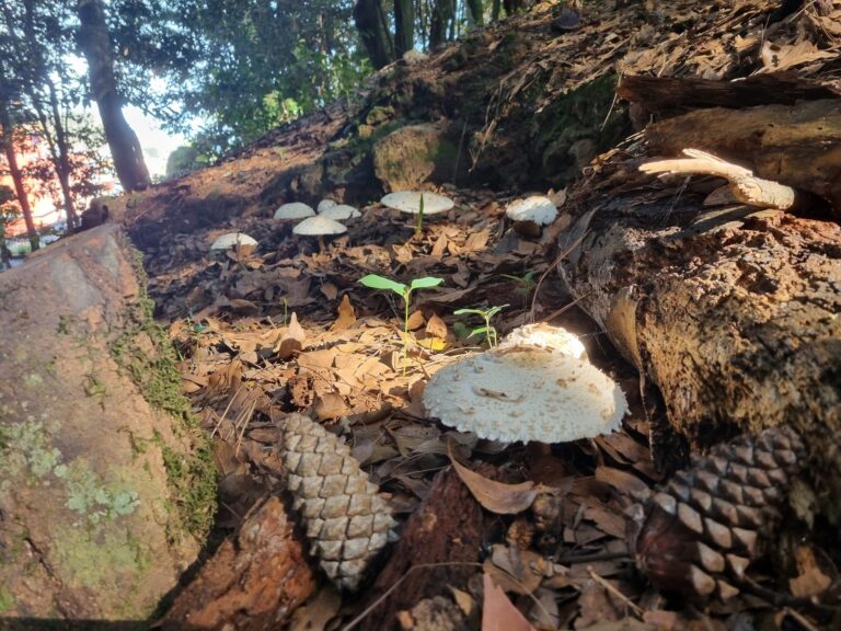 La X Ruta de la Tapa de Setas en El Rosario