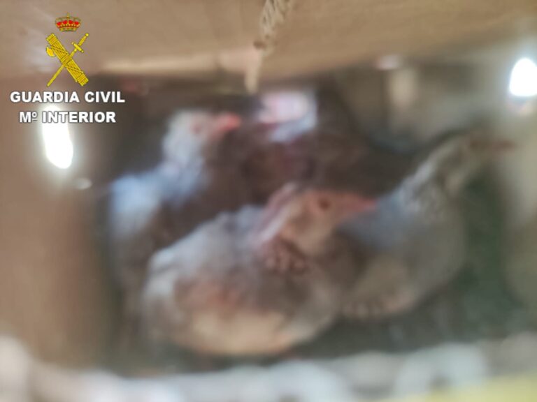 Denunciado por intentar introducir 37 perdices morunas en Gran Canaria sin autorización