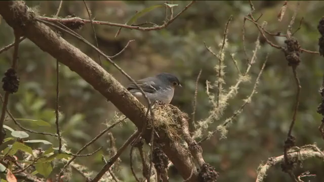 Canarias, un ejemplo de biodiversidad