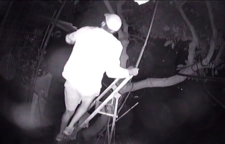 Identifican a tres hombres en Gáldar por robo de aguacates