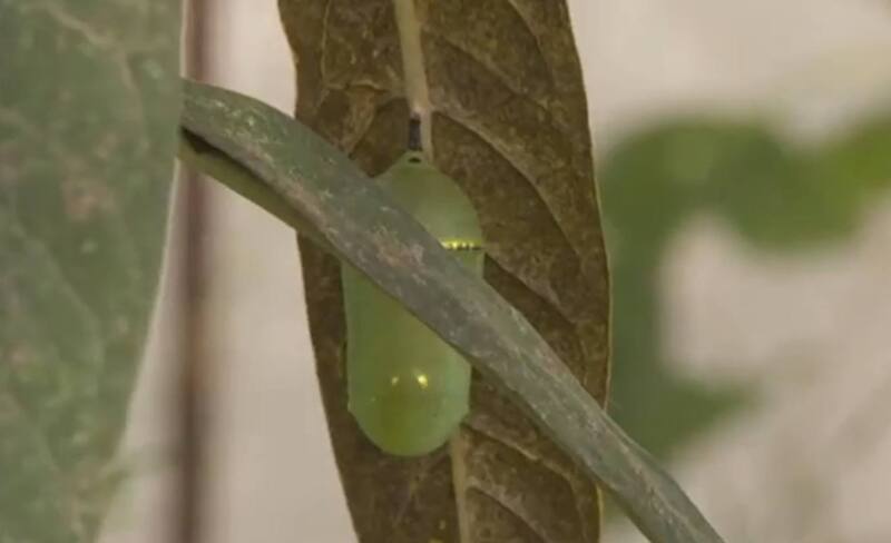 El mariposario del Colegio Benito Méndez Tarajano