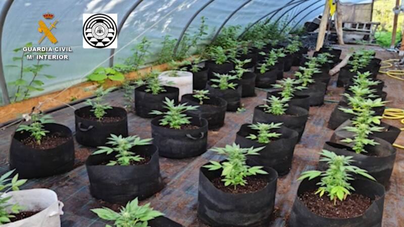 La Policía Canaria y la Guardia Civil desarticulan un punto de venta de drogas en Moya, Gran Canaria