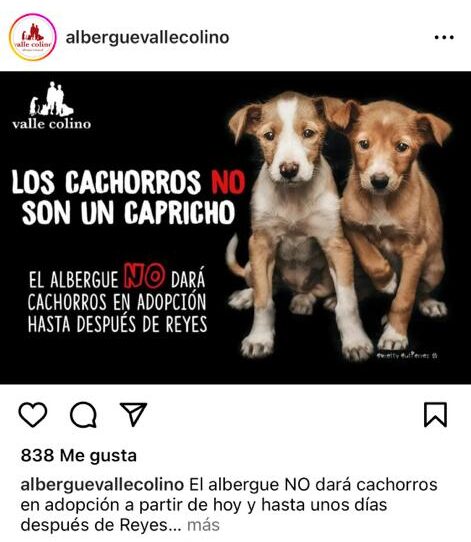 Varias protectoras de animales paralizan las adopciones en Navidad