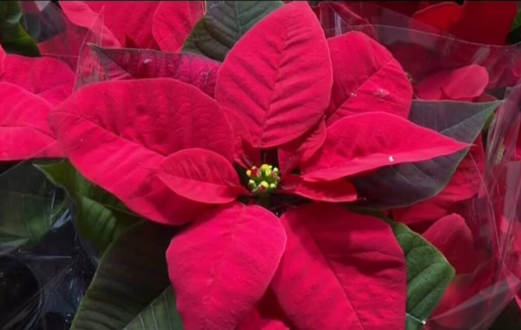 La flor de pascua puede ser un riesgo para los animales