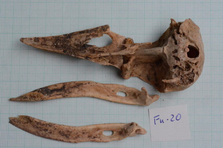 Identifican restos de aves que desaparecieron de Canarias tras la Conquista